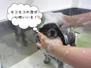 シャンプー中トイプードル