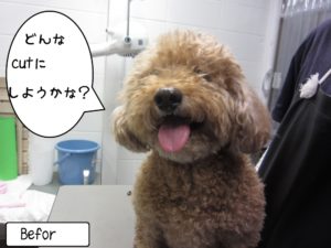 カット前トイプードル