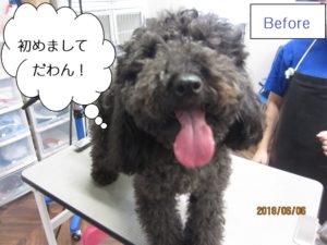 カット前トイプードル