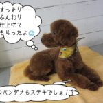 くつろぎトイプードル