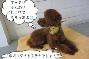 くつろぎトイプードル