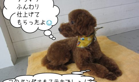 くつろぎトイプードル