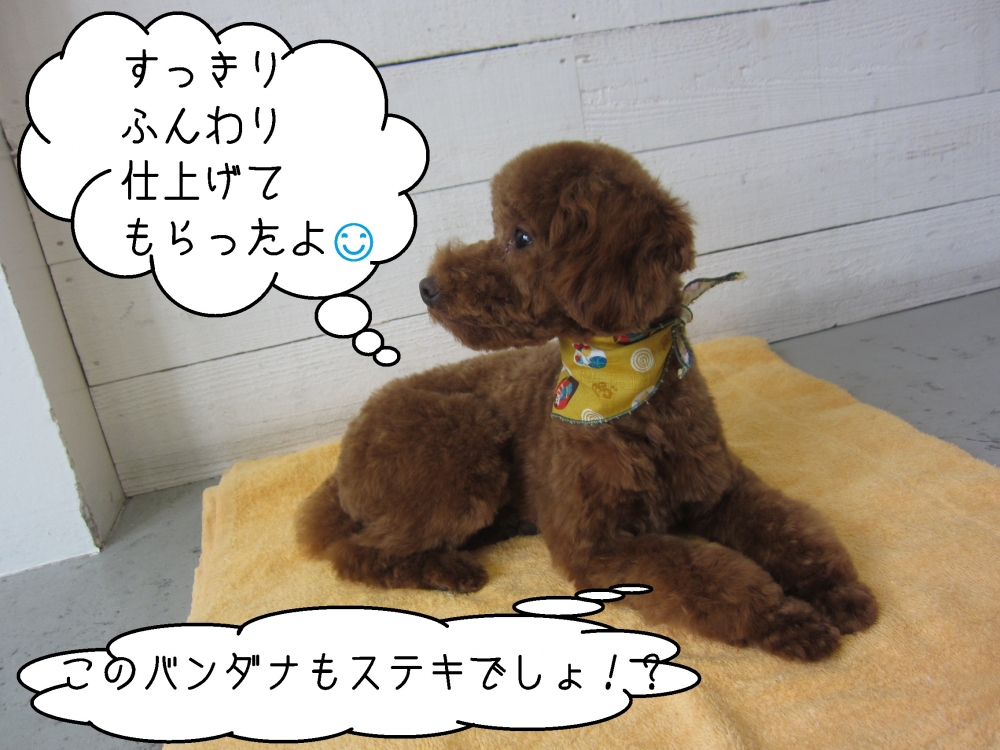 くつろぎトイプードル