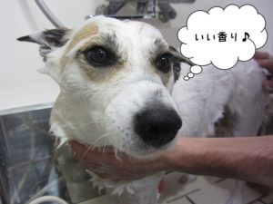 シャンプー中ミックス