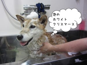 シャンプー中柴犬