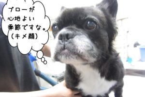 キメ顔ミックス