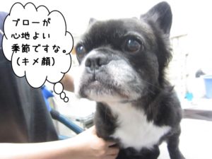 キメ顔ミックス