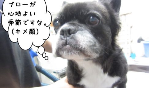 キメ顔ミックス