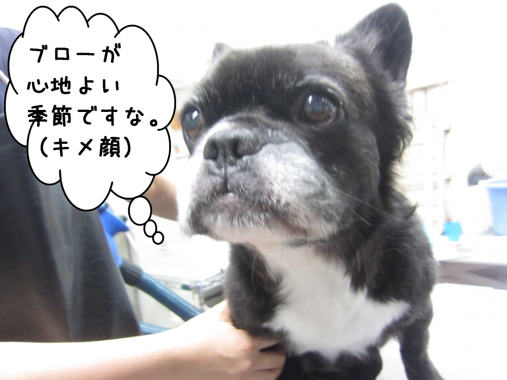 キメ顔ミックス