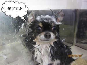 シャンプー中チワワ