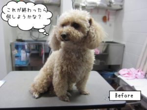 カット前トイプードル