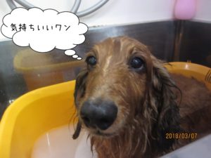 スパ中ミニチュアダックス