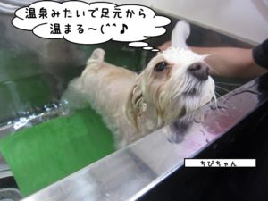 スパ中マルチーズ