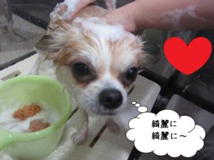 シャンプー中チワワ
