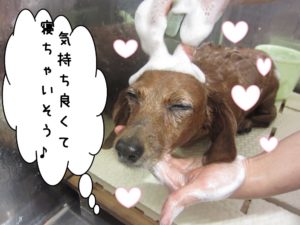 シャンプー中ミニチュアダックス