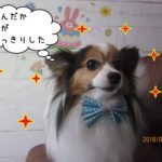 えっへんパピヨン