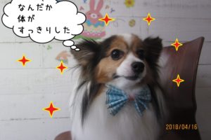 えっへんパピヨン