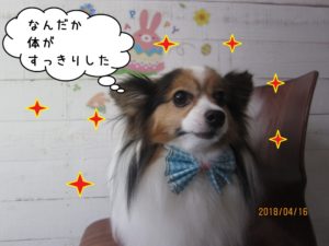 えっへんパピヨン