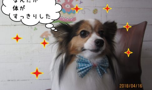 えっへんパピヨン