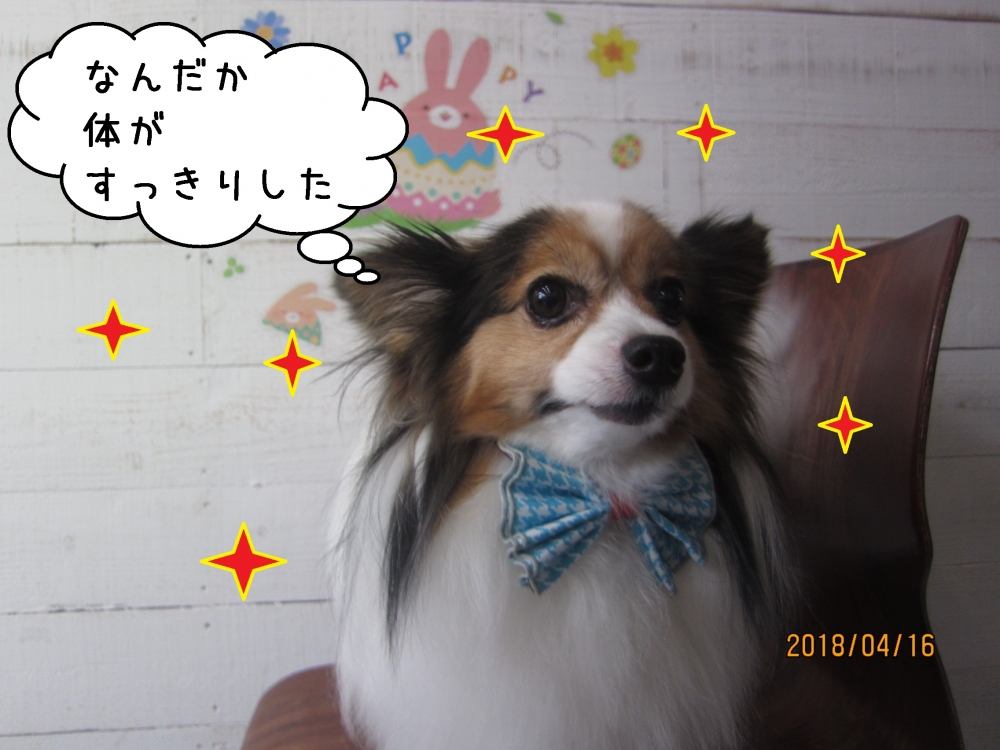 えっへんパピヨン