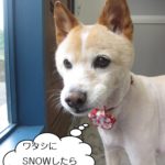 おすましミックス犬