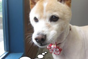 おすましミックス犬