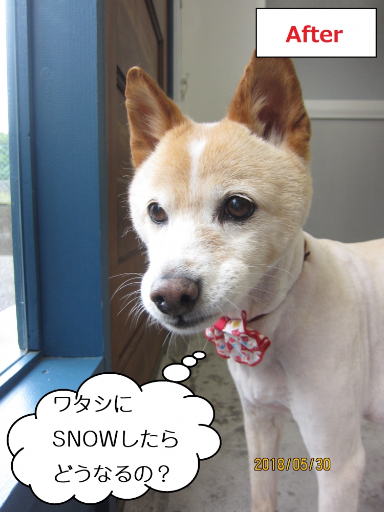 おすましミックス犬