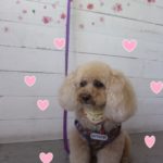 おすましトイプードル