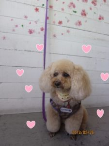 おすましトイプードル