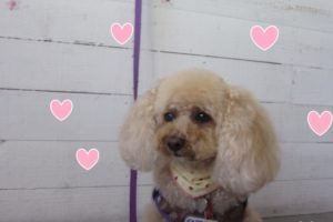 おすましトイプードル