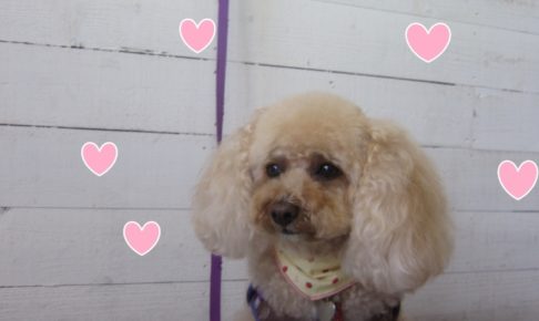 おすましトイプードル