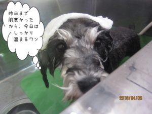 スパ中ベルちゃん