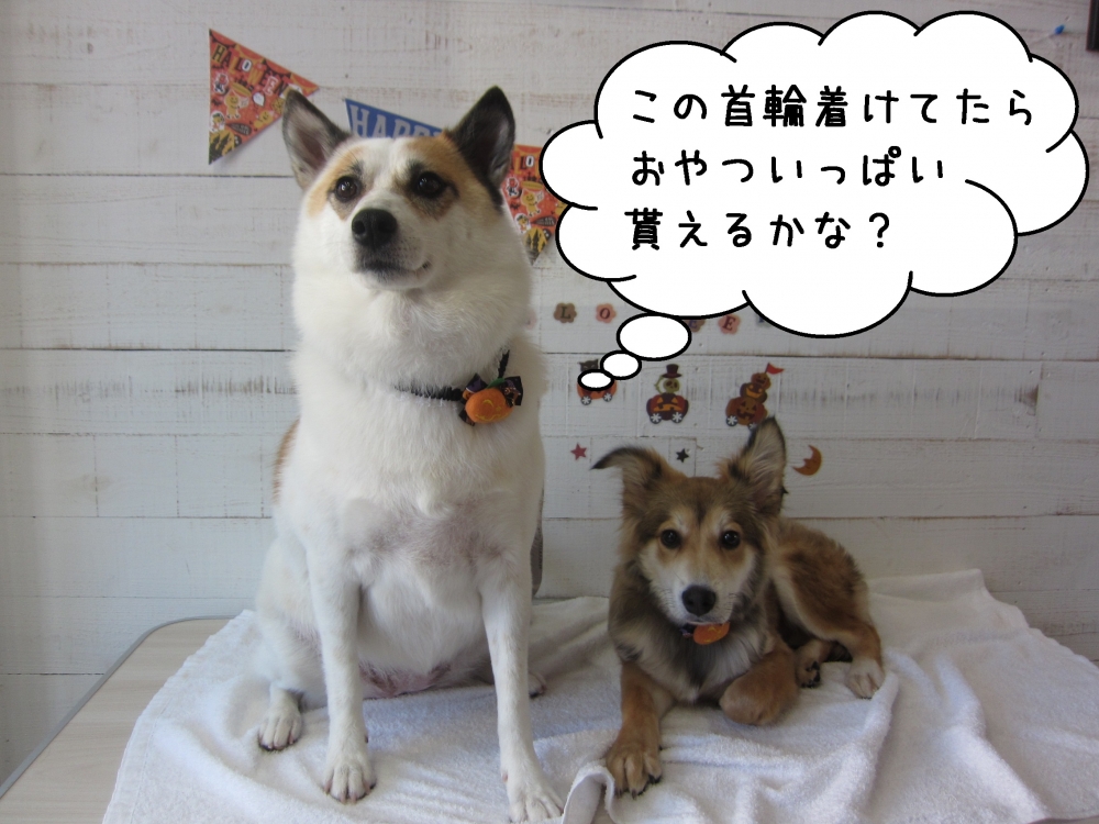 二人仲良しミックス