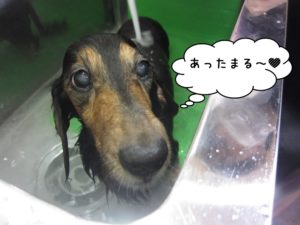 スパ中ミニチュアダックス