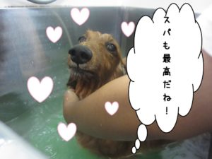 スパ中ミニチュアダックス