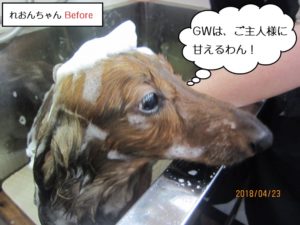 シャンプー中ミニチュアダックス