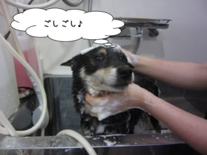 シャンプー中柴犬