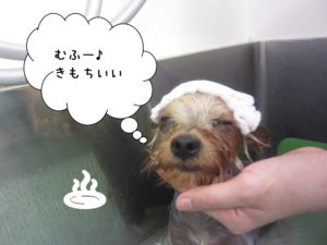 スパ中ヨーキー