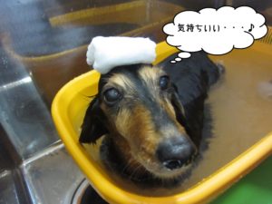スパ中ミニチュアダックス