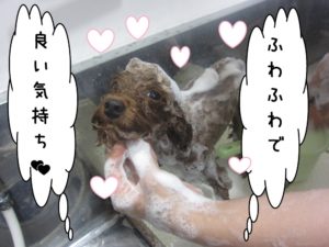 シャンプー中トイプードル