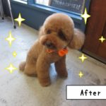 おすましおすわりトイプードル