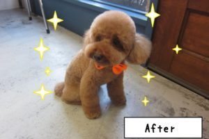 おすましおすわりトイプードル