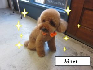 おすましおすわりトイプードル