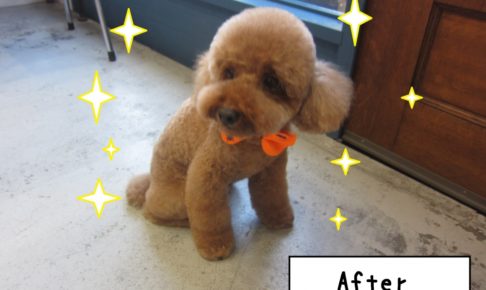 おすましおすわりトイプードル