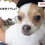 帽子チワワ