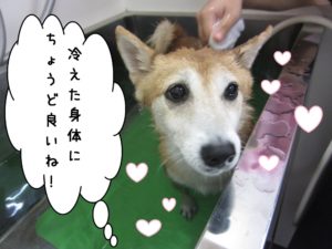 スパ中柴犬