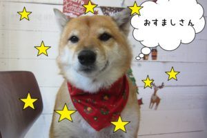 おすまし柴犬