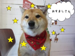 おすまし柴犬