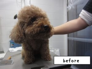 カット前トイプードル
