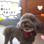 笑顔トイプードル